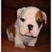Chiot Bulldog Anglais - photo 1
