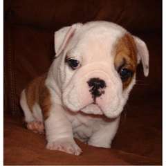 Chiot Bulldog Anglais