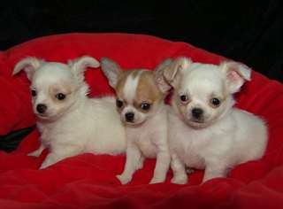 Magnifiques chiots chihuahua