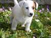 impeccable chiots type jack russell - photo 1