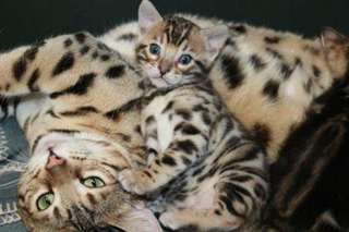 5 superbes chatons bengal