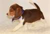 Chiots Jack-russel 1 femelle et 1 male - photo 1