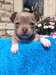chiots Chihuahua chocolat - photo 2