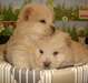 Magnifiques chiots Chow-Chow beige - photo 2