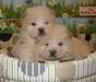 Magnifiques chiots Chow-Chow beige - photo 3
