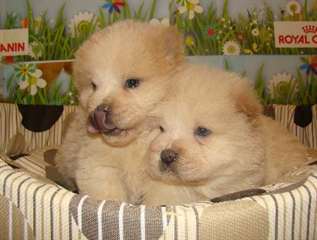 Magnifiques chiots Chow-Chow beige