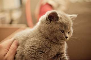 Ludique et si&#232;ge britannique km cheveux chatons po
