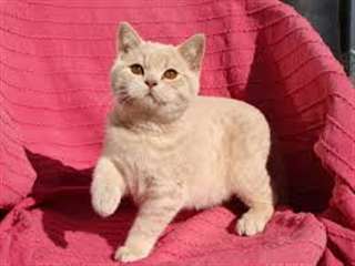 2 MAGNIFIQUES CHATON BRITISH SHORTHAIR