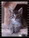 Magnifiques chatons maine coon male et femelle dis - photo 2