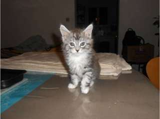 Magnifiques chatons maine coon male et femelle dis