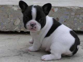 Chiots Bouledogue français enregistré