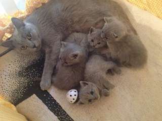 chatons type chartreux