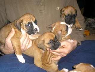 chiots type boxer