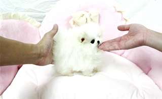 superbes chiots poméranien