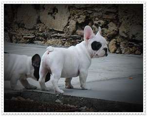 Chiots Bouledogue Français LOF