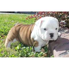 Chiot Bulldog Anglais