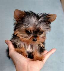 Yorkshire terrier toy pedigre