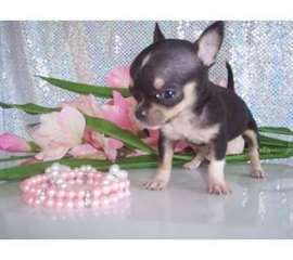 deux Magnifiques chiots type Chihuahua
