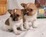 deux Magnifiques chiots type Chihuahua - photo 1
