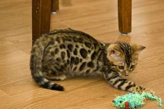 Magnifiques Type Chatons Savannah