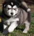 chiots malamute d'alaska à vendre - photo 1
