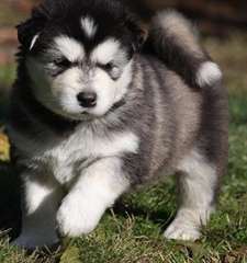 chiots malamute d'alaska à vendre