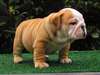 Magnifiques chiots de type bouledogue anglais - photo 1