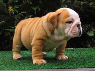 Magnifiques chiots de type bouledogue anglais