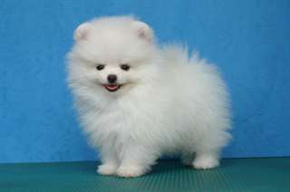 Deux Chiots Pomeranien