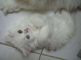 jai a vendre de beaux bb persans chinchilla