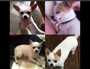 chihuahua