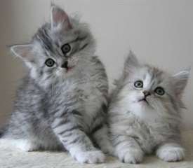Chatons Siberian male et female
