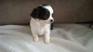 A donner Chiot chihuahua male Très petit