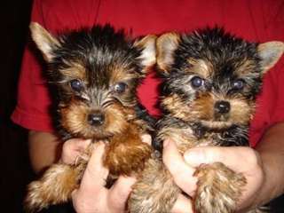 Chiots Yorkshire Terrier Pure Race