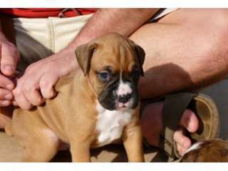 donne  mes  chiots  boxer a toute famille sérieuse