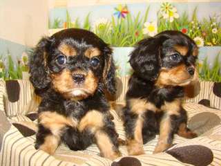 superbes chiots cavalier king charles noire feu