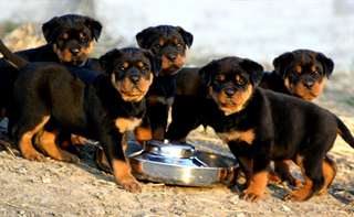 Superbes chiots rottweiller