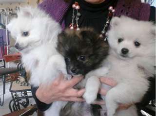 Chiots Spitz Nain