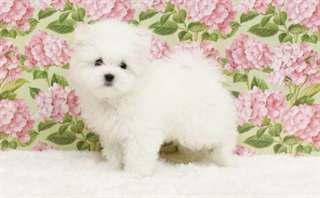 chiots de bichon maltese