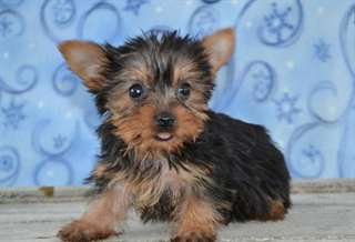 Chiots Yorkshire terrier