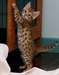 magnifique chaton bengal - photo 1