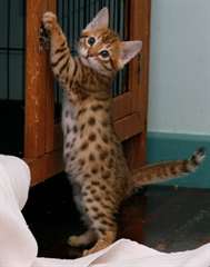 magnifique chaton bengal
