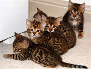 magnifique chaton bengal