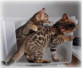 Magnifiques Type Chatons Savannah
