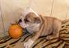 Chiots bulldog anglais de race pure - photo 1