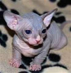 Chatons Sphynx