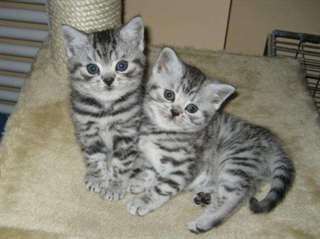MAGNIFIQUES CHATONS BRITISH SHORTHAIR
