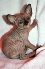 Chatons Sphynx