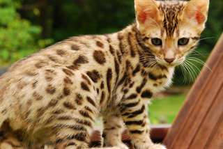 chatons bengal