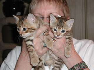 Chatterie du bohneur vous donne 5 bengals .